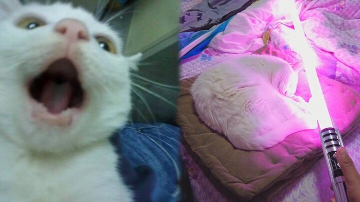 [Star Wars Kocak] Saat Kamu Mengeluarkan Lightsaber di Depan Kucing