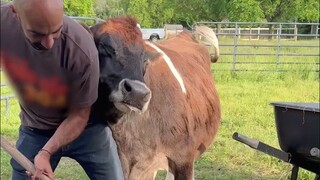 A born blind ox finds a happy life with a new owner