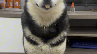 Raising dogs is just for fun, hahahahaha