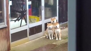三只柴犬干啥都要黏在一起，蠢萌蠢萌的！