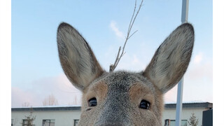 被狍子颜值硬控27秒