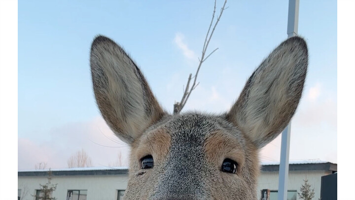 被狍子颜值硬控27秒