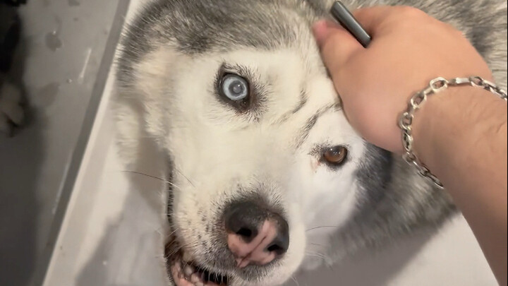 الوضع الحالي لمربي الكلاب المعاصرين