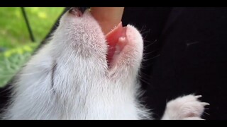 ثعلب أصلي لذيذ يُلحس الأصابع!