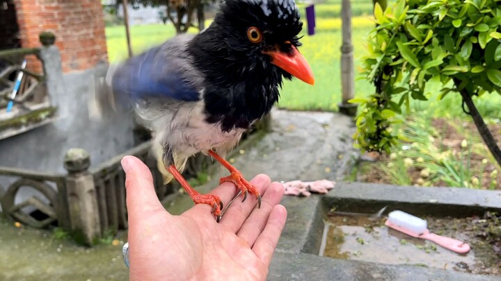 Burung gagak biru mandi di air, sementara burung gagak pinus dengan cara yang kurang wajar muncul un