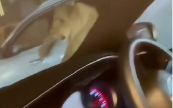 Traffic Cop: Let me confirm again—did you really see a lion in the other car’s backseat?