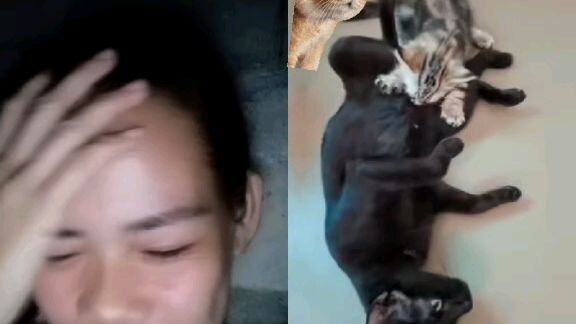 cat too