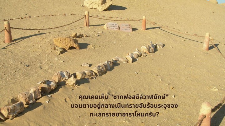 "สุสานวาฬยักษ์กลางทะเลทราย... ปริศนาซากสัตว์ทะเลลึกที่นอนตายอยู่กลางซาฮารา!"