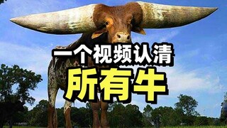 What are the different types of cows? A video explaining the various animals with the word "cow" in 