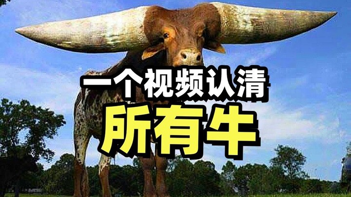 Apa saja jenis-jenis sapi? Video yang menjelaskan berbagai hewan dengan kata "sapi" dalam namanya.