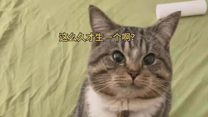 Mi: Sinh mỗi lứa chỉ một con mà còn cực thế này! Đúng là nuôi con cả năm, mặt mũi cũng thay đổi luôn