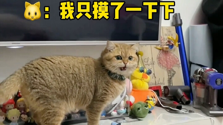 น้องแมวชอบไปเขี่ยของเล็กๆ ทุกที พอเผลอแป๊บเดียวก็หายแล้ว