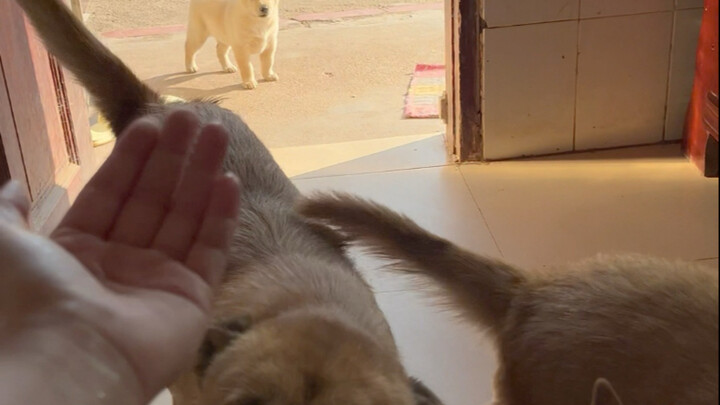 แม่ของฉันไม่อนุญาตให้สุนัขตัวใหญ่เข้าไปในห้องนั่งเล่น แม่สุนัขจึงสอนลูกสุนัขว่าห้ามเข้าไปเล่นในห้องน