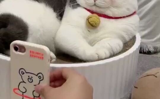 Metro Old Man and Cat