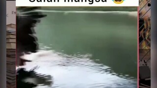 waw ternyata hewan juga bisa melakukan kesalahan 🗿
