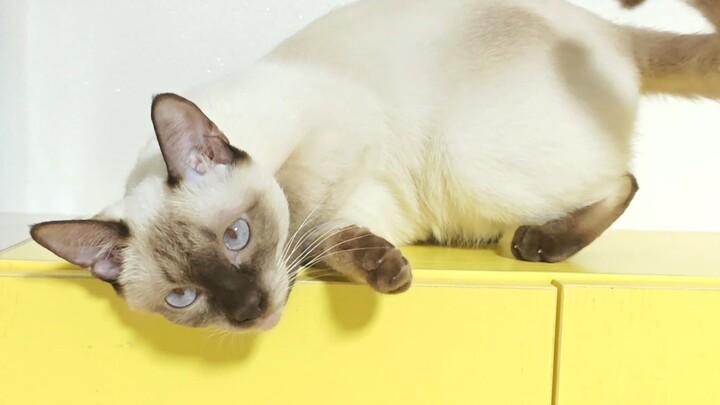 Đại ca, em đây là đánh mạnh vào yếu nha meow