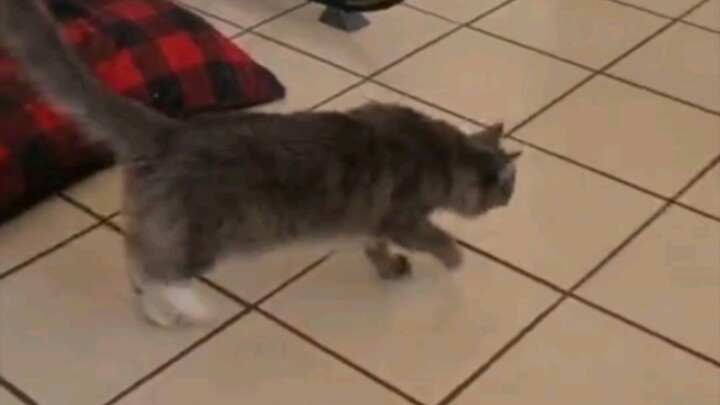 A Naughty Kitten Imitates Its Limping Owner