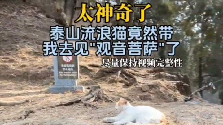 #Vạn Vật Có Linh#Mèo Con Đền Ơn