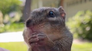 بعد مشاهدته، أصبحت كل أفكاري مليئة بـ "سكوشي" الساحر وفمه الصغير الذي يشبه الحفرة العميقة بلا قاع.