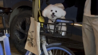 Little Bichon Frise really likes to be petted by strangers!