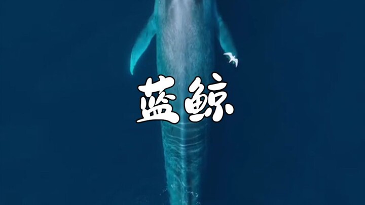 Blue Whale