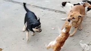 它好不容易才活了下来