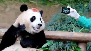 This is what a panda surrounded by love looks like~
