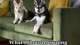 Instagram vs Reality PetsOfTikTok mydogs kleekai funnydogs