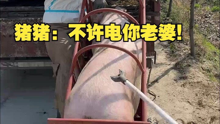 Zhu Zhu: Don’t you dare text my wife!