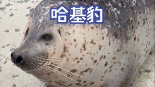 18块腹肌的海豹