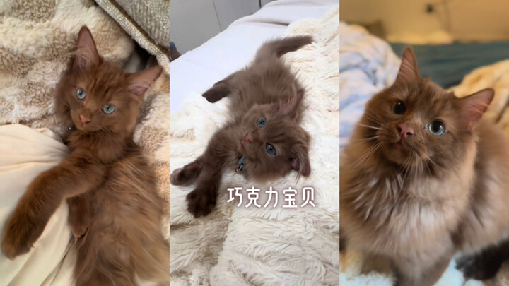 Bayi Cokelat 🍫🥺