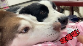 เมื่อคุณส่งเสียง "ซู๊ด ซู๊ด ซู๊ด" สุนัขจะมีปฏิกิริยาอย่างไร?