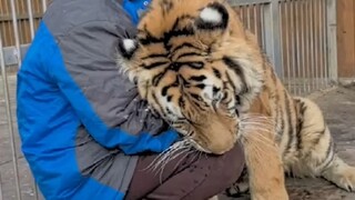 Harimau Siberia Jingjing, bayi perempuan berusia dua setengah tahun, kondisi tubuhnya kurang baik. D