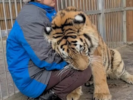 东北虎京京，两岁半女宝宝，身体不好.是奶妈一手带大的崽，喜欢蹭蹭贴贴，原来喜欢爬床的宝宝!