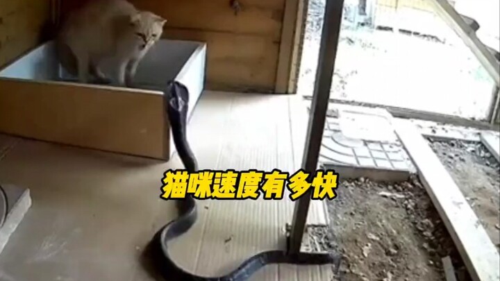 Faster Than the Wind! Just How Fast Can a Cat Really Move?