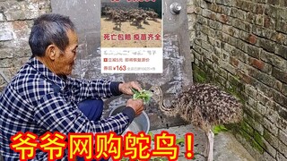 爷爷花六百多网购的鸵鸟，竟然养死了！！