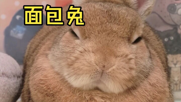 Bread Bunny, a yellow little rabbit with no neck that exudes the aroma of wheat