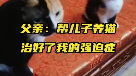 April 22, Liaoning: Dad: Raising a cat for my son cured my long-term OCD #OCDMustWatch #CatsWithMyst