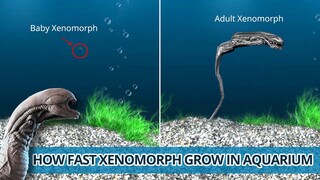 XENOMORPH FROM BABY TO ADULT. Xenomorph Growth Process [Part 1] AquaLife 3D