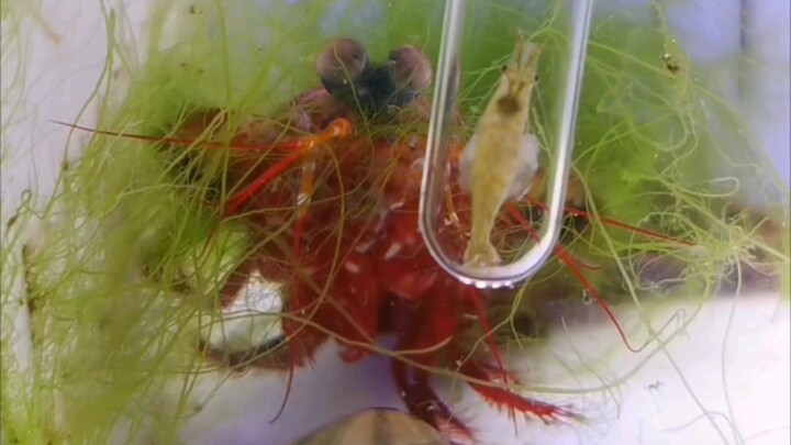 Can a mantis shrimp smash a test tube with one punch? The tough-as-nails crab wife has really arrive