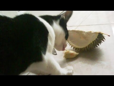 JANGAN LIHAT..!! saat Kucing di kasih DURIAN episode 2