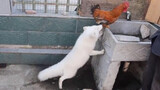 [Animal] What will happen when a little fox meets a big cock?
