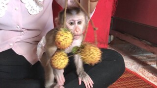 Feed Mino monkey rambutans fruits