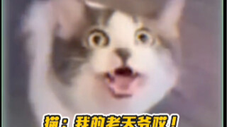 Cat: I just said I don’t like you~😭
