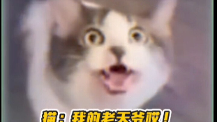 猫：我就说我不喜欢你这个人～😭