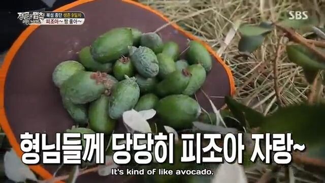 E272 Law of the Jungle - New Zealand