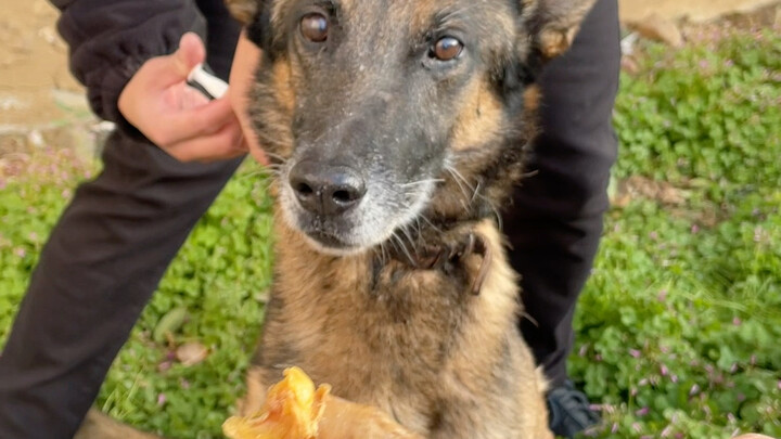 เพื่อนร่วมงานใช้ของกินล่อความสนใจสุนัขตำรวจ ขณะที่ครูฝึกฉวยจังหวะฉีดยาให้สุนัขตำรวจ ทำงานร่วมกันเป๊ะ