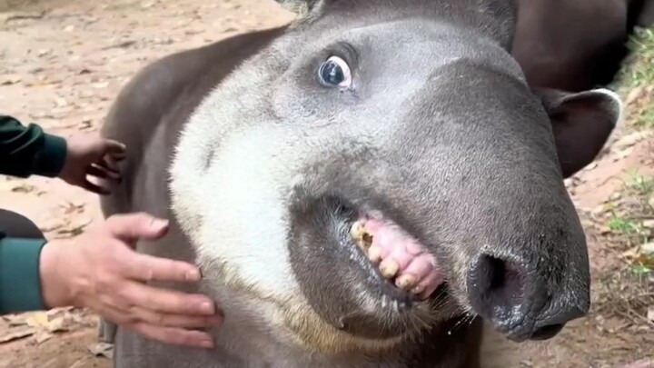 Senyum Tapir