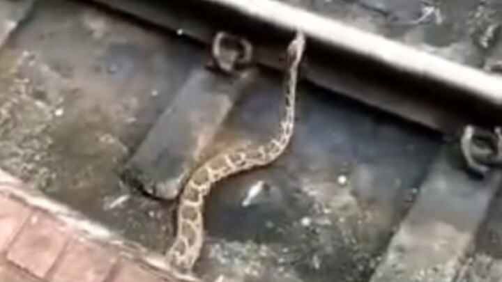 Trăn lớn chết ngay tại chỗ khi băng qua đường sắt!