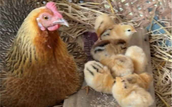 The speckled hen, missing for over a month, suddenly showed up with her chicks—such a delightful sur